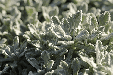 Des images de diff�rentes plantes